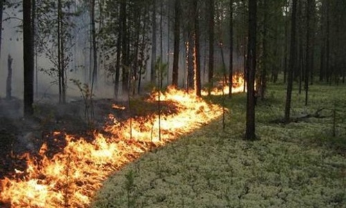 Пожарные борются с огнем в Ленинском лесничестве