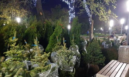 В Комсомольском парке высадят почти 300 новых деревьев