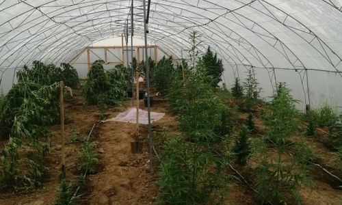 В парниках у крымчанина нашли 60 килограммов марихуаны