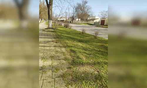 Керчане удивились, что траву на улице покосили в марте