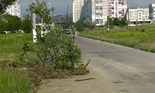 На дороге «посадили» дерево: в Керчи закончились предупреждающие знаки?