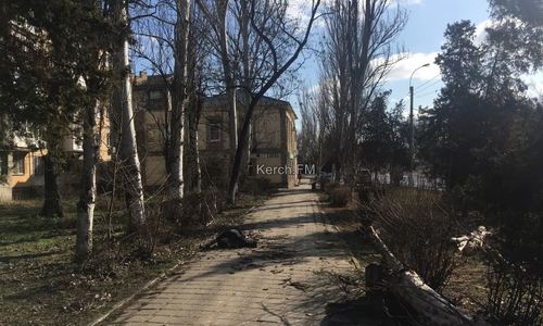 В Керчи упавшее дерево убило пешехода