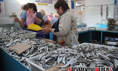 Ловить керченскую хамсу и тюльку стали меньше