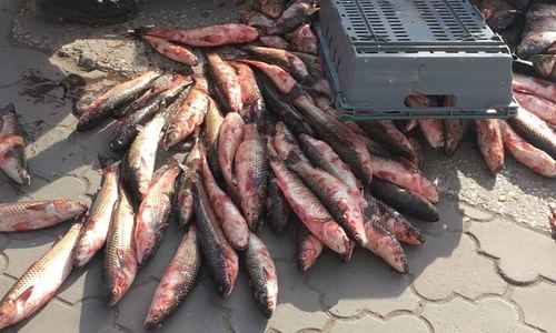 У стихийщиков в Керчи забрали 100 килограммов рыбы